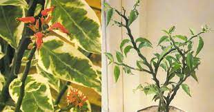 Devils Backbone Plant How To Grow The Curious Pedilanthus Tithymaloid Plants Low Light Succulents Succulents