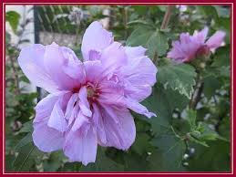 Image result for Hibiscus syriacus Violet Clair Double