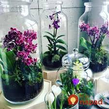 Nenechavajte Ju V Crepniku Toto Vyzera Uzasne Pestovateľ Ukazal Uzasny Napad Ako Pestovat Orchideu Tera Indoor Orchids Beautiful Terrariums Plants In Jars