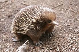 Australia Young Echidna Puggle Echidna Animals Animals Beautiful