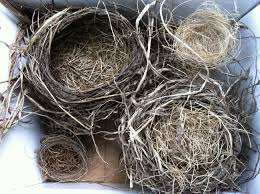 The wrens also use cactus wrens build nests that are the size and shape of a football with an opening at one end. Pin On Captured Moments