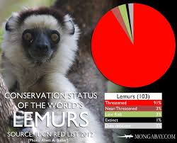The World S Most Endangered Lemurs Endangered Endangered Species Animal Conservation