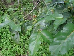 Image result for Pyrostria bibracteata