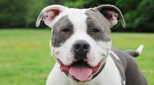 The american bully origins are more recent unlike other dog breeds since the founding is between 1980 and 1990. Best Dog Foods For The American Bully Puppies Adults Seniors