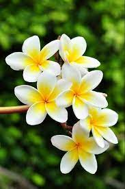 Check spelling or type a new query. My Poem For A Beautiful Flower Is Seen Steemit