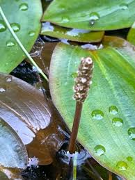 Image result for Potamogeton