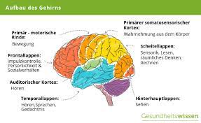 Hirnblutungen Ursachen Symptome Diagnose Behandlung