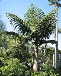 Image result for Caryota