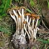 Las especies que más se consumen son del género 'psilocybe', unos hongos que deben sus efectos a dos alcaloides: Https Encrypted Tbn0 Gstatic Com Images Q Tbn And9gctnbrshamwqelgrrs0zkiqgrud4m I6np1arn5ww2slzngt1cn5 Usqp Cau