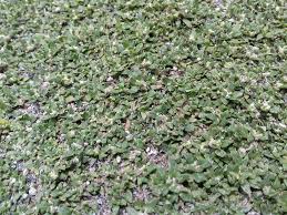 Image result for Guilleminea densa