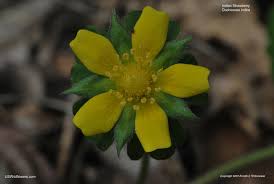 Image result for Duchesnea indica