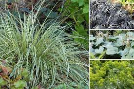 Composer Un Massif D Ombre Quelles Plantes Choisir Vivaces Ombre Beaux Jardins Plante Ombre
