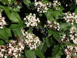 Outre le classique troène d'europe, idéal en haie unie, vous trouverez également des troènes au feuillage panaché. Laurier Tin Viburnum Tinus Presentation Et Conseils De Culture