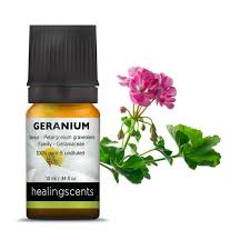 Geranium Essential Oil Rose Geranium Essential Oils Geranium Essential Oil Certified Organic Essential Oils