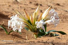 Image result for Crinum verdoorniae