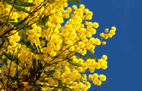 Se volete fare un lavoretto per la festa delle donne ,vi presento queste semplici borsette fatte con cartoncini colorati in cui potete inserire un biglietto con gli. 8 Marzo La Festa Della Donna Che Dice No Alla Violenza