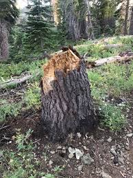 Use stump root only for the lg g3. Stump Hunters Finding The Best Stumps