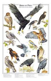 Karen Pidgeon Hawks Eagles Falcons Kites Of Birds Of Prey Birds Pet Birds