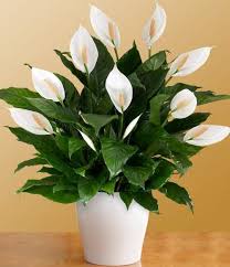 Howtogardenit Com Plants Indoor Plants House Plants