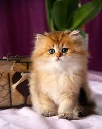 British longhair are easy going, adaptable, affectionate and love to cuddle. 390 British Longhair And British Shorthair Ideas British Shorthair Cats Cats And Kittens
