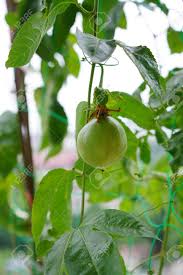 Hojas de la planta de maracuyá, originaria de américa del sur. Plantas De Fruta De La Pasion Fotos Retratos Imagenes Y Fotografia De Archivo Libres De Derecho Image 89666666