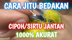 Definisi atau kriteria panjang dan pendek menurut pandangan orang. Ciri Burung Cipoh Jantan Cute766