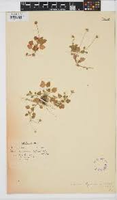 Image result for Felicia clavipilosa