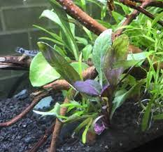Lobelia Cardinalis Dwarf Bunch Freshwater Live Aquarium Plant Purple Stem Carpet Aquatic Plants Freshwater Aquarium Plants Planted Aquarium