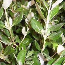 Image result for Olearia