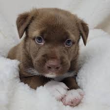 Includes list of rescues, animal shelters and pet services including veterinarians, dog trainers, pet sitters in and around raleigh. Meet Our Dogs Independent Animal Rescue