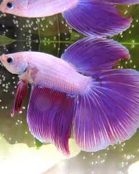 Ikan yang mempunyai ciri khas ekor lebar dan panjang serta ukuran tubuh yang kecil ini sangatlah banyak disukai oleh hobies. 20 Jenis Ikan Cupang Hias Untuk Dipelihara Popmama Com