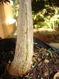 Maybe you would like to learn more about one of these? Trunksplitting Scoring And Scratching To Thicken Bonsai Cuttings Bonsaichology