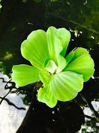 水草養魚魚缸植物大薸大萍大蕊萍大蓮水芙蓉超大朵淨化水質10 20cm floating plants water lettuce 傢俬 家居 gardening plants 喺carousell floating plants