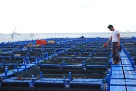 Budidaya Ikan Budidaya Ikan Di Keramba Budidaya Ikan Di Keramba Jaring Apung Toko Pancing Langgengpancing 0821 383 01234 Toko Pancing Grosir Pancing Solo Alat Pancing