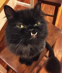 Your cat needs clean, sharp teeth and healthy gums. Pin On Cats