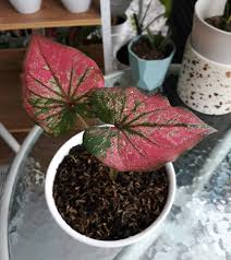 Caladium Infinity Baru Reinkarnasi Mj Gallery Garden Facebook
