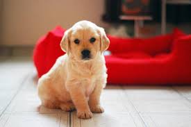 If you can provide a loving home, schedule a visit to meet your favorite pup. Akc Golden Retrievers Puppies For Sale Nashville Animal Pet