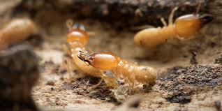 Additionally, some do it yourself termite control methods like termite stakes can be early warning signs of future termite problems. Termite Treatment In Western Washington Exterminator Pci Pest Control