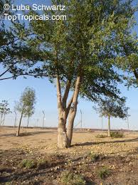 Image result for Sclerocarya birrea