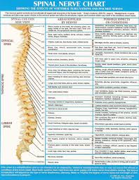 How Does Chiropractic Work