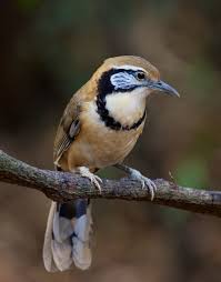Pin By Meryem Kaya On Muhtesem Canlilar In 2020 Beautiful Birds Wild Birds Pretty Birds