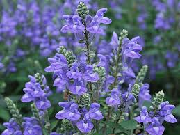 Image result for Scutellaria violascens