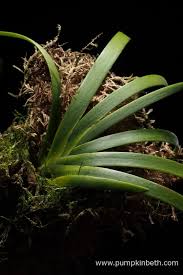 Image result for Podangis dactyloceras