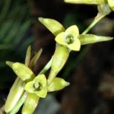 Image result for Dipcadi brevifolium