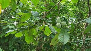 We specialize in wetland shrubs, trees, woody perennials, native ferns, live mosses, and native plants. Wild Pawpaw America S Forgotten Fruit Noogatoday