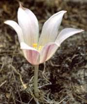 Image result for Zulustylis