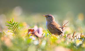 Apa, sofia carson, craig robinson, bradley whitford. Rspb S Big Garden Birdwatch Is Back