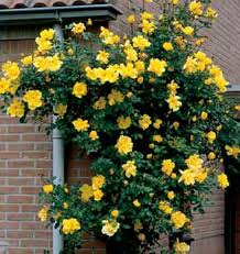 Picture Of Golden Showers A Beautiful Climbing Tea Rose Climbing Roses Rose Garden Landscape Plants