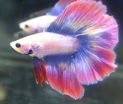 A wide variety of male betta fish options are available to you, such as feature, aquarium & accessory type, and application. Tricolour Male Betta Fish
