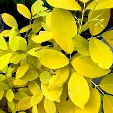 Image result for Desmodium